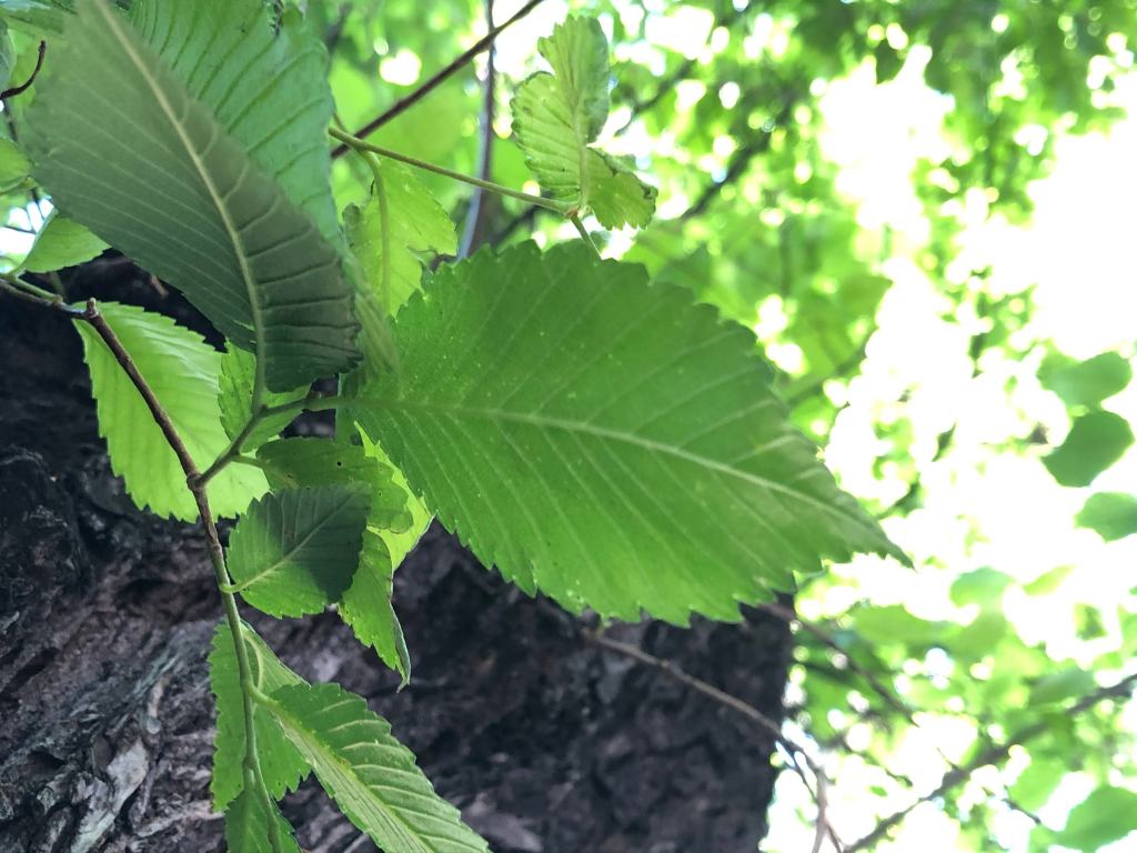 Free New Mexican Urban Tree Dichotomous Key (version&nbsp;1.0)