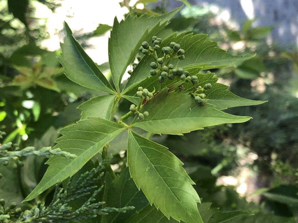 Free ISA CEUs: Week of September 15,&nbsp;2025