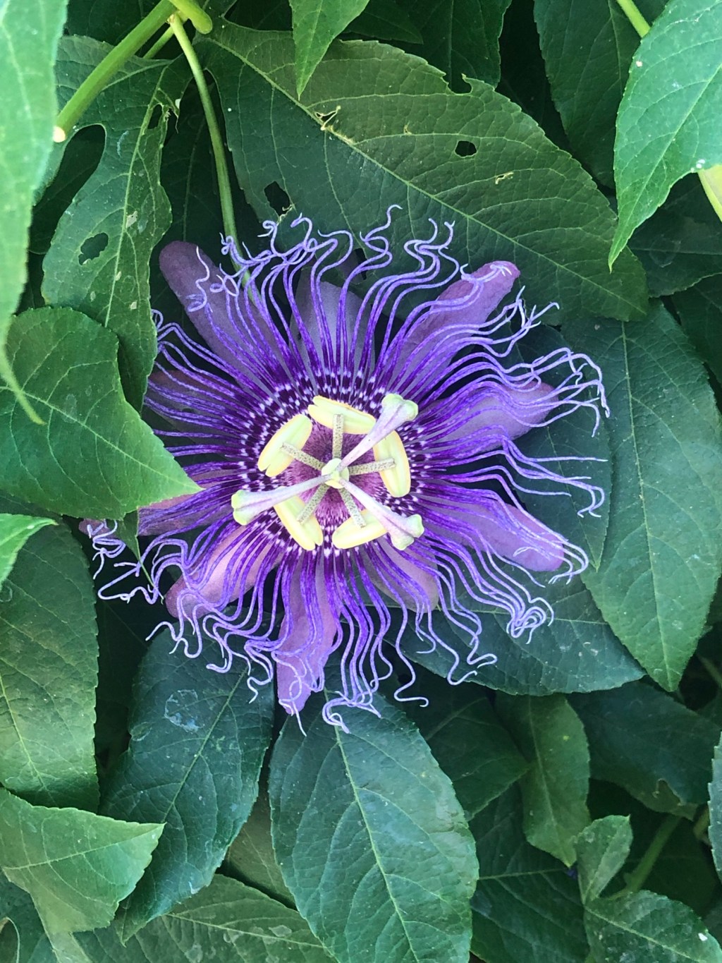 Free ISA CEUs: Week of
November 10, 2025