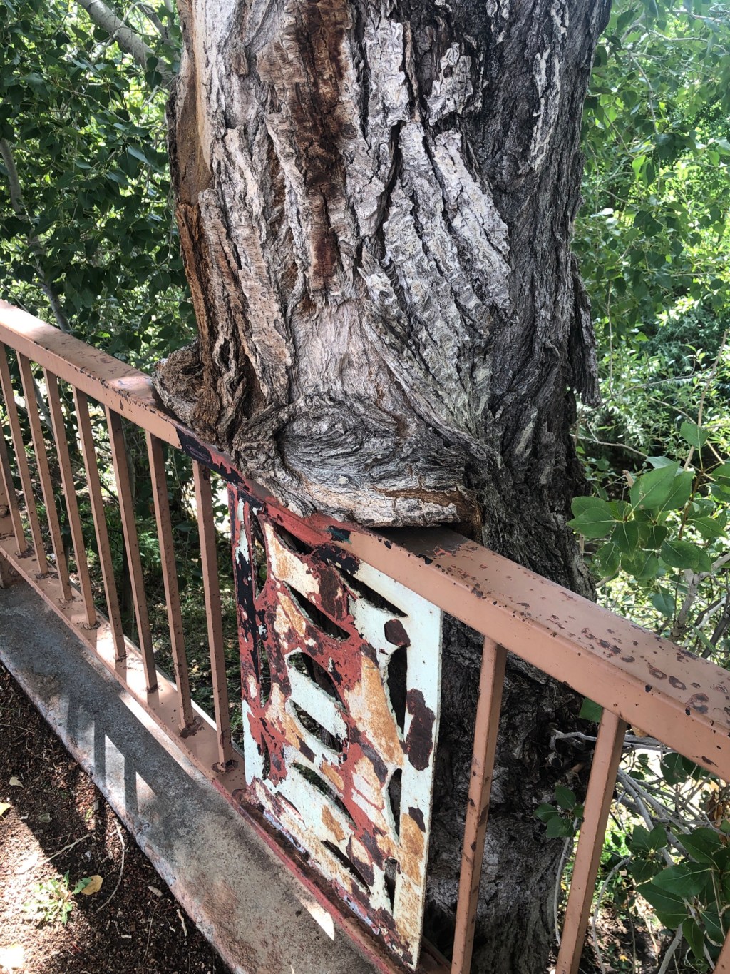 Photograph of a tree "eating" a railing