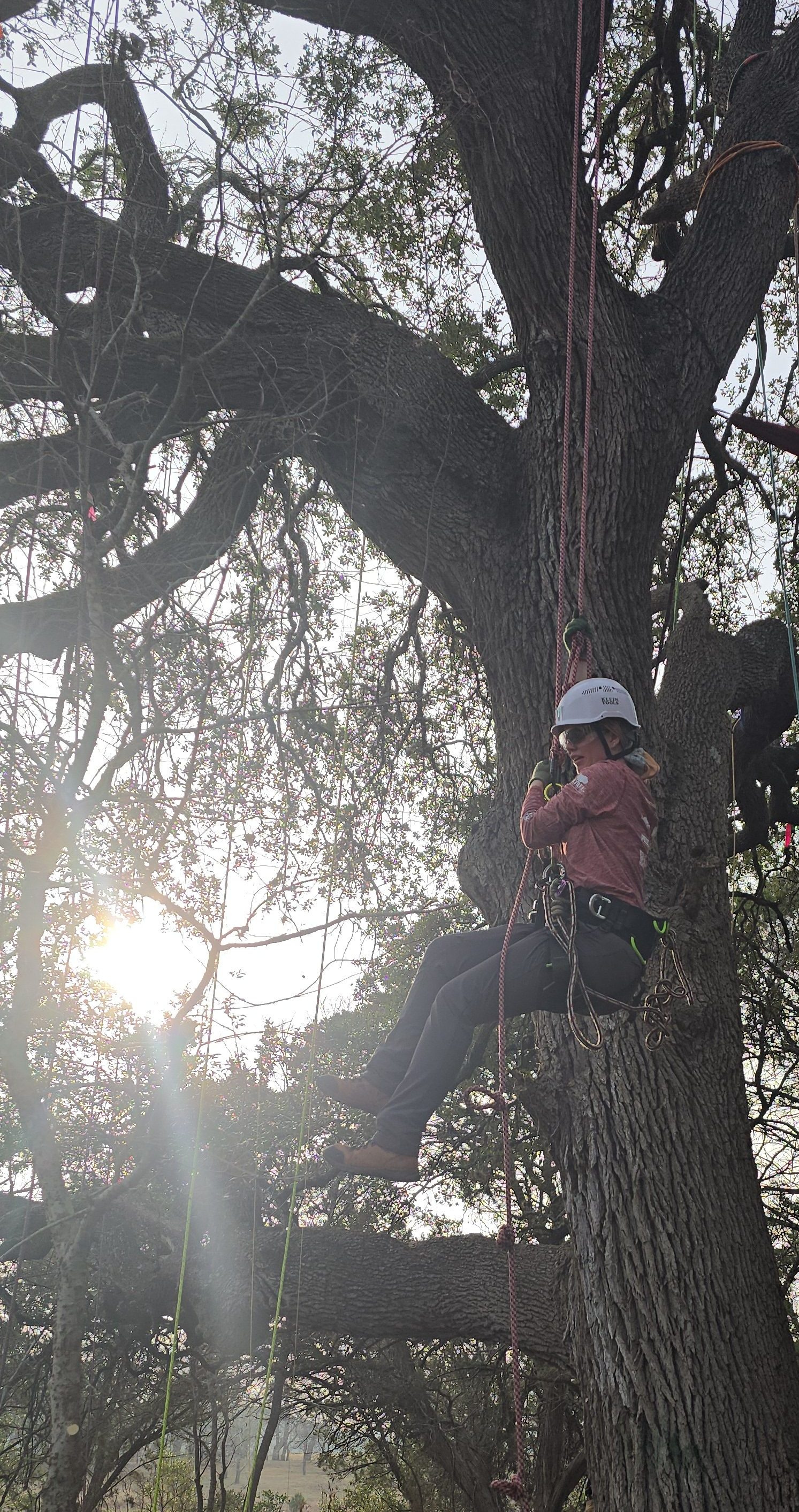 Tree Risk Assessments & Community Care