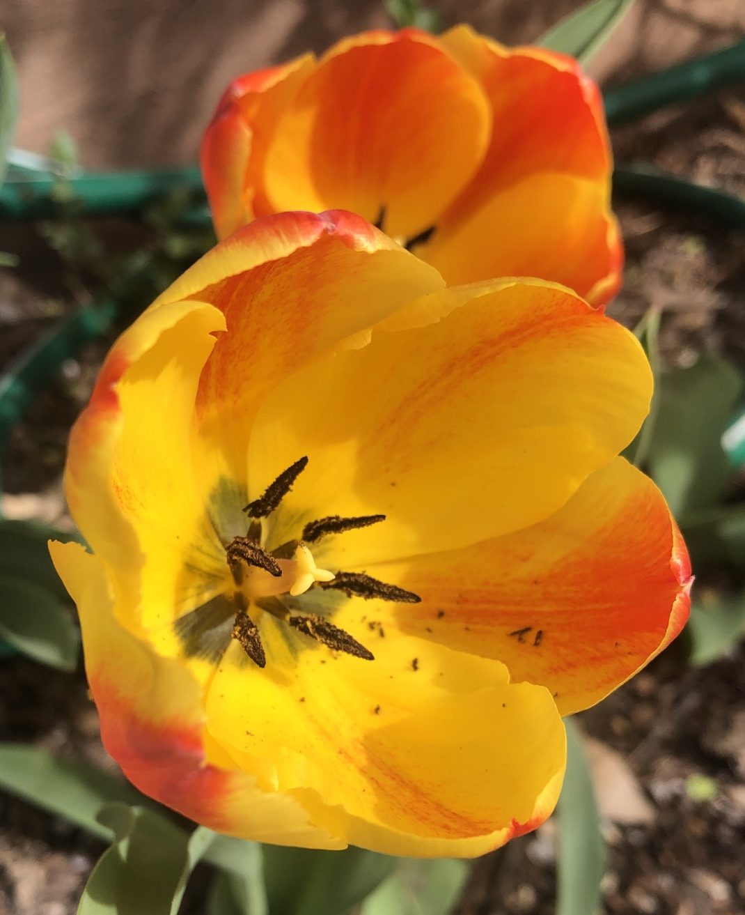 Free ISA CEUs: Week of March 30, 2026