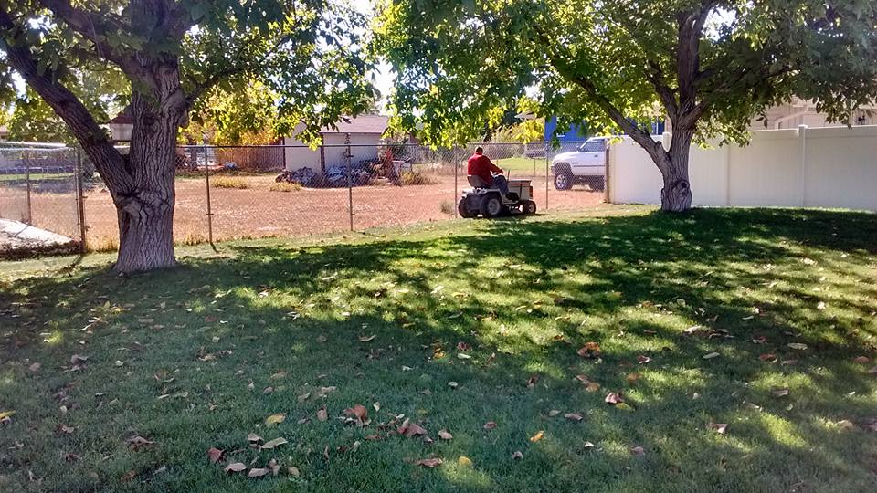 an older man riding a lawnmower under the shade of two young walnuts. photo taken by broden abbott